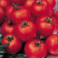 Grafted Tomato Plants - F1 Shirley