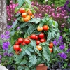 Grafted Tomato Plants - F1 Summerlast