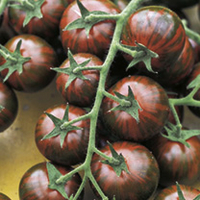 Grafted Tomato Plants - F1 Zebrino/F1 Sweet Petit Twins