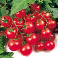 Grafted Tomato Plants - Gardener