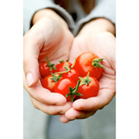 Grafted Tomato Plants - Gardener