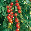 Grafted Tomato Plants - Gardener