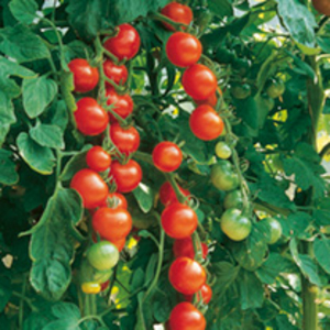 Grafted Tomato Plants - Gardener