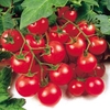 Grafted Tomato Plants - Gardener