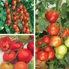 Grafted Tomato Plants - Gardener