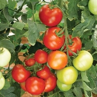 Grafted Tomato Plants - Moneymaker