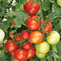 Grafted Tomato Plants - Moneymaker