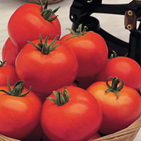 Grafted Tomato Plants - Moneymaker