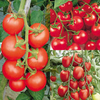 Grafted Tomato Plants - Quad Collection