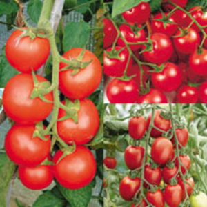 Grafted Tomato Plants - Quad Collection