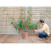 Grafted Tomato Plants - Quad Collection