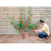 Grafted Tomato Plants - Quad Collection