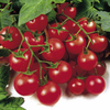 Grafted Tomato Plants - Quad Collection