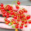 Grafted Tomato Plants - Red/Yellow Currant Twin Pack