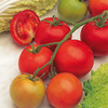 Grafted Tomato Plants - Shirley