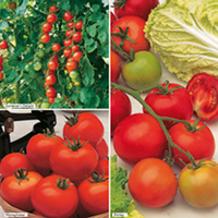 Grafted Tomato Plants - Single Collection
