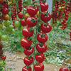 Grafted Tomato Plants - Sweet Petit