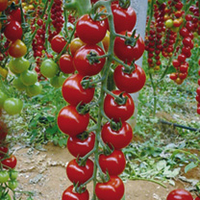 Grafted Tomato Plants - Sweet Petit