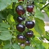 Grafted Tomato Plants - The Black Tomato Indigo Rose