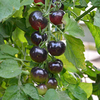 Grafted Tomato Plants - The Black Tomato Indigo Rose