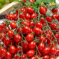 Grafted Tomato Plants - Tutti Frutti Collection