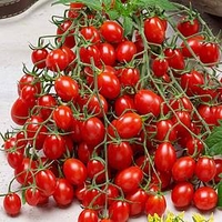 Grafted Tomato Plants - Tutti Frutti Collection