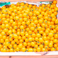 Grafted Tomato Plants - Yellow Currant