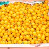 Grafted Tomato Plants - Yellow Currant