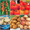 Grafted Tomato Plants & Potato Collection