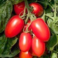 Grafted Tomato Plug Plants - Crimson Plum