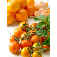 Grafted Tomato Quad Cocktail Plant - Tutti Frutti 