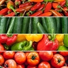 Grafted Vegetable Lucky Dip (6) P10