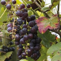 Grape Plant - Boskoop Glory