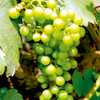 Grape Vine - Chardonnay