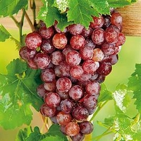 Grape Vine Plant - Flame (Seedless)