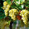 Grape Vine Plant - Perlette