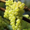 Grape Vine Plant - Phoenix