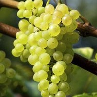Grape Vine Plant - Phoenix
