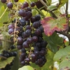 Grape (Vitis) Boskoop Glory