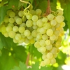 Grape (Vitis) Lakemont