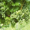 Grape (Vitis) Phoenix Vine
