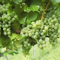 Grape (Vitis) Phoenix Vine