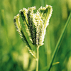Grass Ornamental Eleusine Green Cat Seeds
