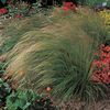 Grass Ornamental Stipa Ponytails Seeds