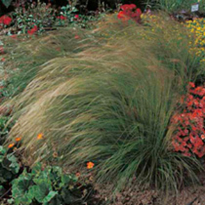 Grass Ornamental Stipa Ponytails Seeds