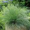 Grasses - Mixed x 6