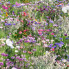 Green Fingers Garden - Mixed Perennial Plants x 3