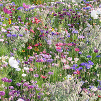 Green Fingers Garden - Mixed Perennial Plants x 3