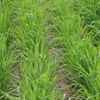 Green Manure - Oats Black (Japanese) 100G