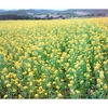 Green Manure Seed - Mustard White